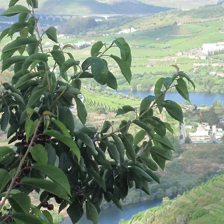 Quinta Do Pombal Douro * Penajoia