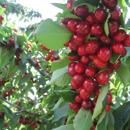 Quinta Do Pombal Douro Villa *